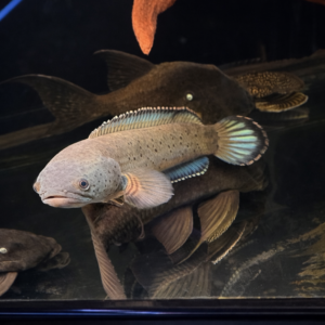 Slangenkopvis Channa Bipulis