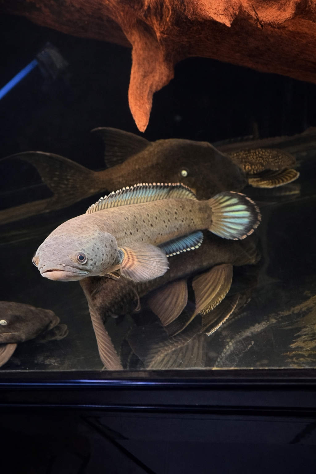 Slangenkopvis Channa Bipulis