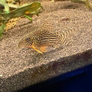 Corydoras Sterbai