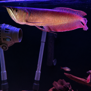 Osteoglossum Bicirrhosum Zilveren Arowana