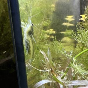 Amano Garnaal XL (Japonica)