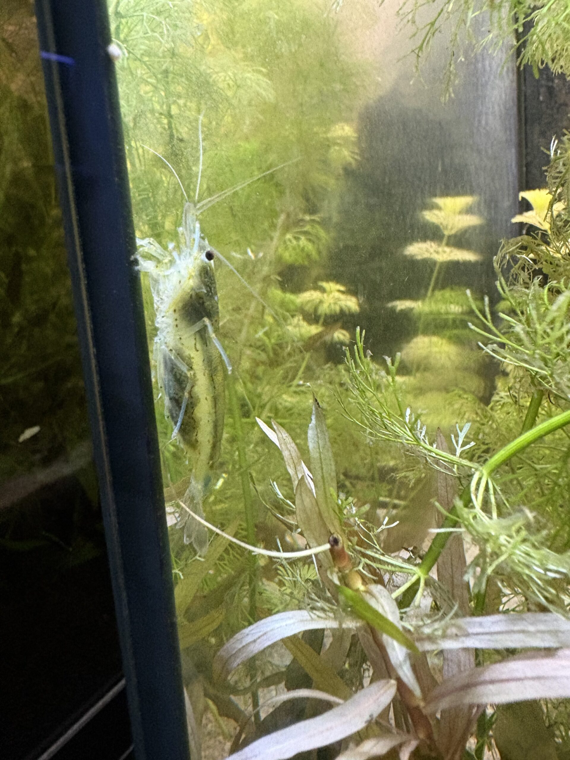 Amano Garnaal XL (Japonica)