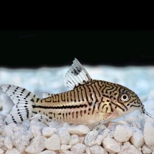 Corydoras Julii
