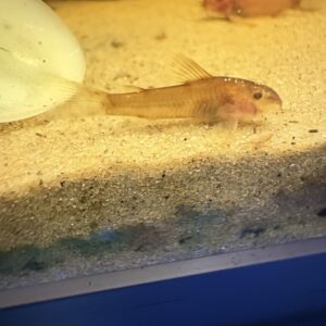 Corydoras Aspidoras C125