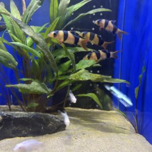 Clown Botia (Botia macracantha)