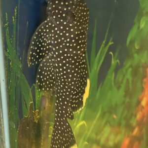 L081 Baryancistrus Xanthellus Golden Nugget