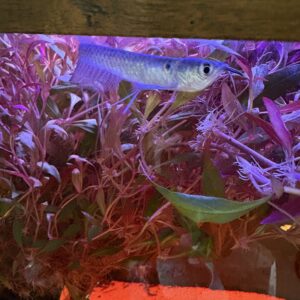 Osteoglossum Bicirrhosum Zilveren Arowana