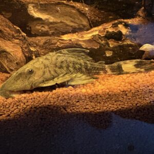 L090 Panaque Bathyphilus Papa Pleco