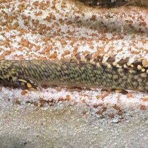 Polypterus Ornatipinnis Kwastvinsnoek