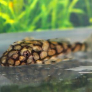 L519 Ancistrus Rio Etenez