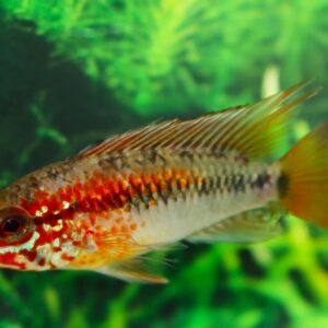 Apistogramma Macmasteri Red Mask