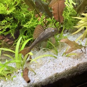 L137 Blue Eyed Red Fin Pleco Hypostomus Oniae