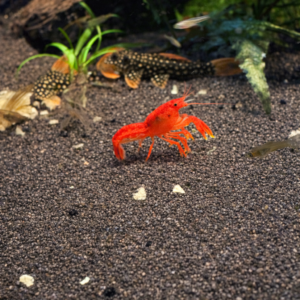 Oranje Dwergkreeft Cambarellus patzcuarensis