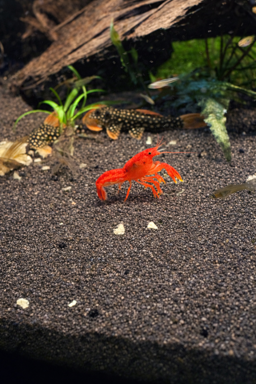 Oranje Dwergkreeft Cambarellus patzcuarensis