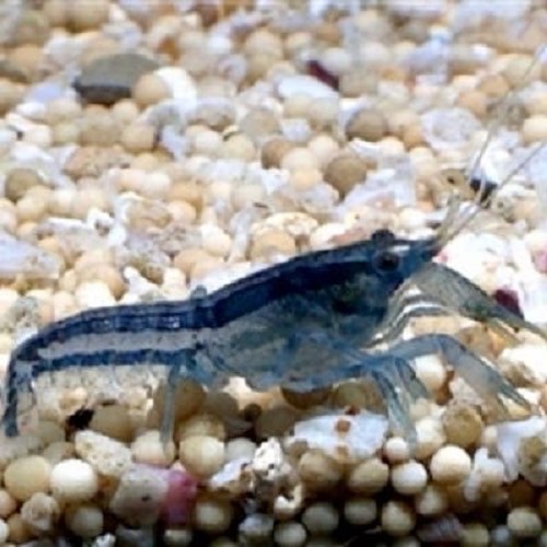 Blauwe Dwergkreeft Cambarellus Diminutus