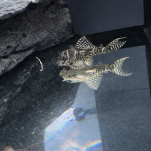 L066 King Tiger Pleco