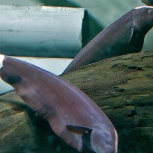 Apteronotus Albifrons Zwarte Mesvis