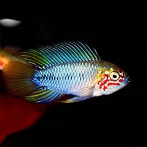 Apistogramma Borelli Opal