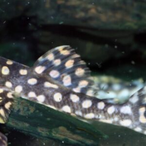 L082 Scobiancistrus SP.S Opal Spot Pleco