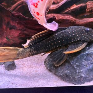 Hypostomus Luteus Fase 2