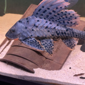 L095 Orange Cheek Pleco