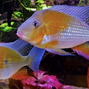 Acarichthys Heckelii Red